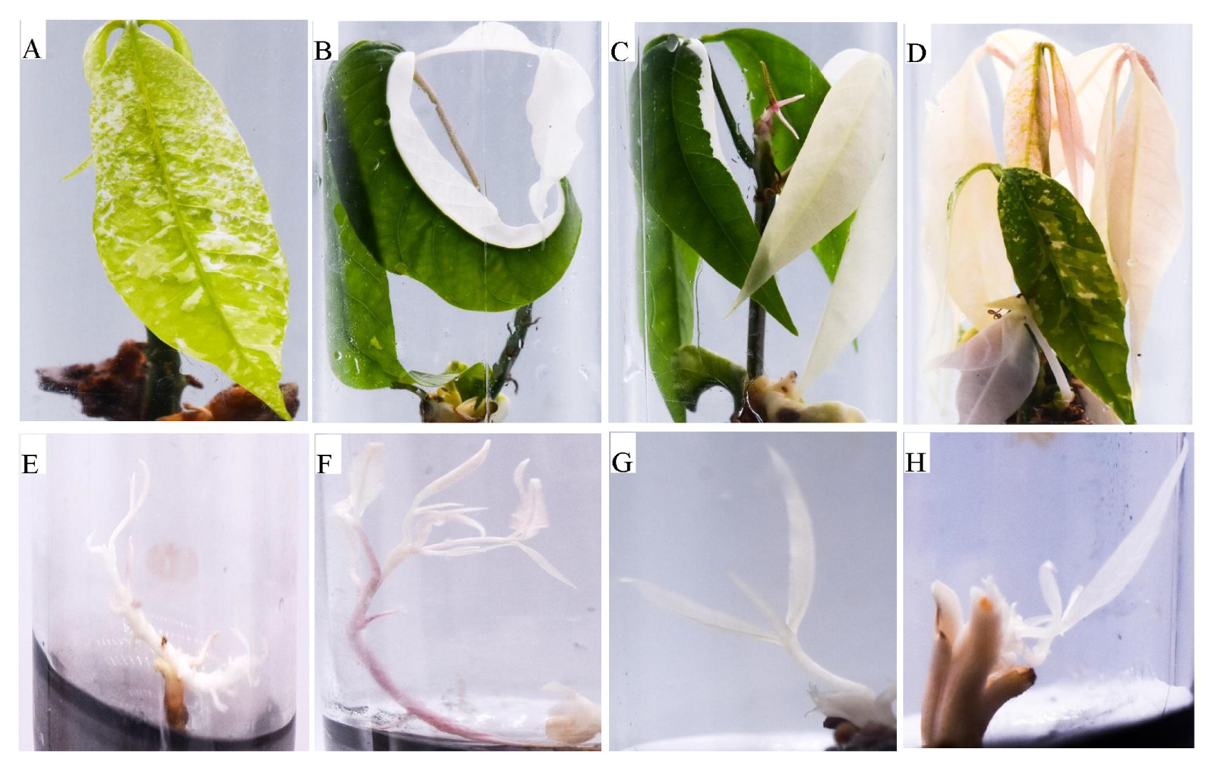 基因编辑植株的表型 (大).png